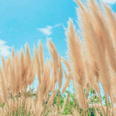 九游新梦想世界手游最新